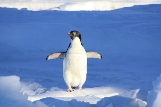 Завдяки чому лапи у пінгвіна ніколи не мерзнуть?
